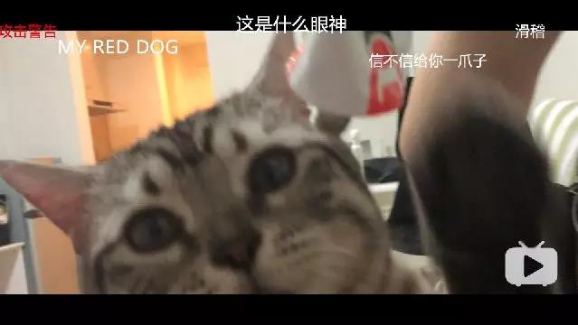 vlog是什么.jpg